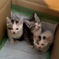 眠そうな猫