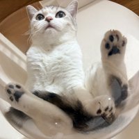透明ボウルの中で気持ちよさそうに眠る猫の表情