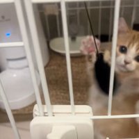 ケージの中で正面を向いておもちゃにパンチする子猫