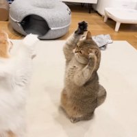 立ち上がるこたつくん