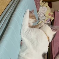 子猫を抱きしめている猫