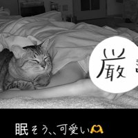 眠そうな猫
