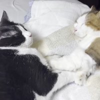 手をつないだ姿のアップ