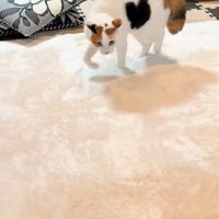 警戒態勢で足を踏み出す猫