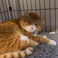 ケージで寝ている猫