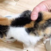 持ち上げられる三毛子猫ちゃん