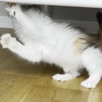 白いお腹を手前側に向ける猫