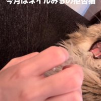 あくびする猫