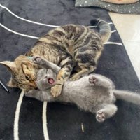 じゃれあっている猫たち