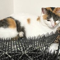 トゲトゲマットに座る三毛猫のアップ