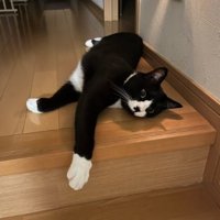 室内にいる猫