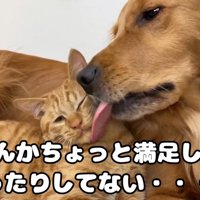 2匹