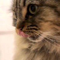 顔を近づける猫