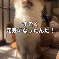 座って目を閉じる猫