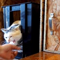 大きく口を開けた姿