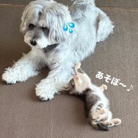 犬に前足を伸ばす子猫