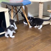部屋を散策する3匹の子猫