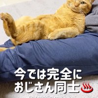 男性の膝の上で仰向けになる猫