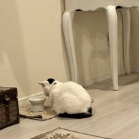フードボウルの前に座り込む猫