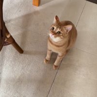 座り込む猫