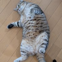 くつろぐキジトラ猫