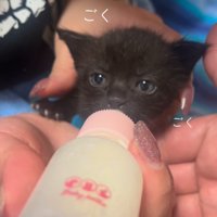 ミルクを飲む子猫の顔