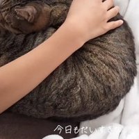 女の子の腕の中で眠る猫
