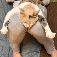飼い主の膝の上で腕を伸ばして眠る猫