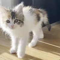カメラ目線で立っている子猫