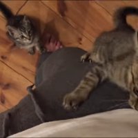 足をよじ登って