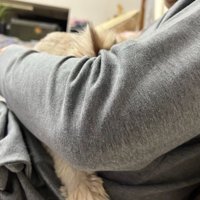 抱かれている猫