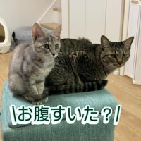 前を見る子猫