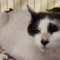 目を閉じている猫のアップ