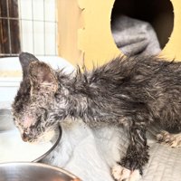 ミルクを飲む子猫