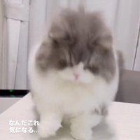 ケーキの容器に触れて飛び跳ねる猫