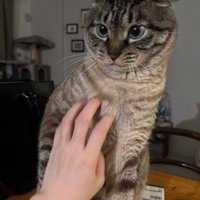 イカ耳で怒る猫