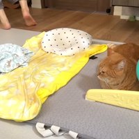 横を向いた姿