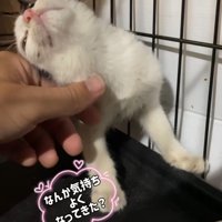 人の手に頭をつける猫