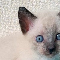 耳が黒色の子猫