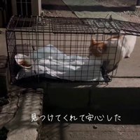 捕獲器の中に入ろうとする猫