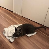 床に置いた服の上にいる猫