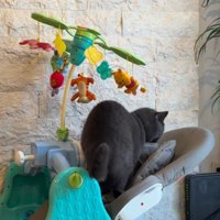 バウンサーに乗る猫