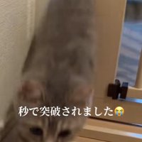 脱走防止用ガードの隙間をすり抜けていく子猫