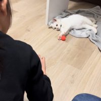 寝転んで遊ぶ子猫