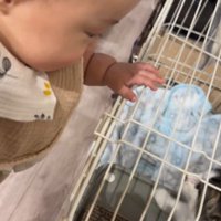 赤ちゃんを見つめる子猫