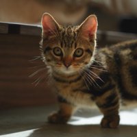 逆光の中立っている子猫の上半身アップ
