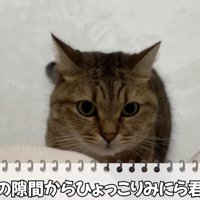目の前に座る猫