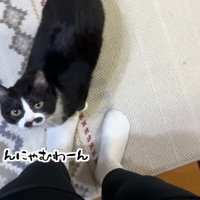 んにゃむわーん