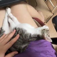 飼い主さんの膝で眠るキジ白の子猫