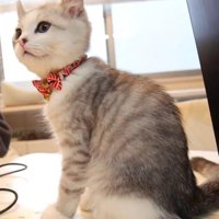 パソコン作業を見守る子猫
